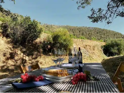 Tasting of 2 wines Puig & Batet + Appetizer local Product ( Cheese & Fuet)